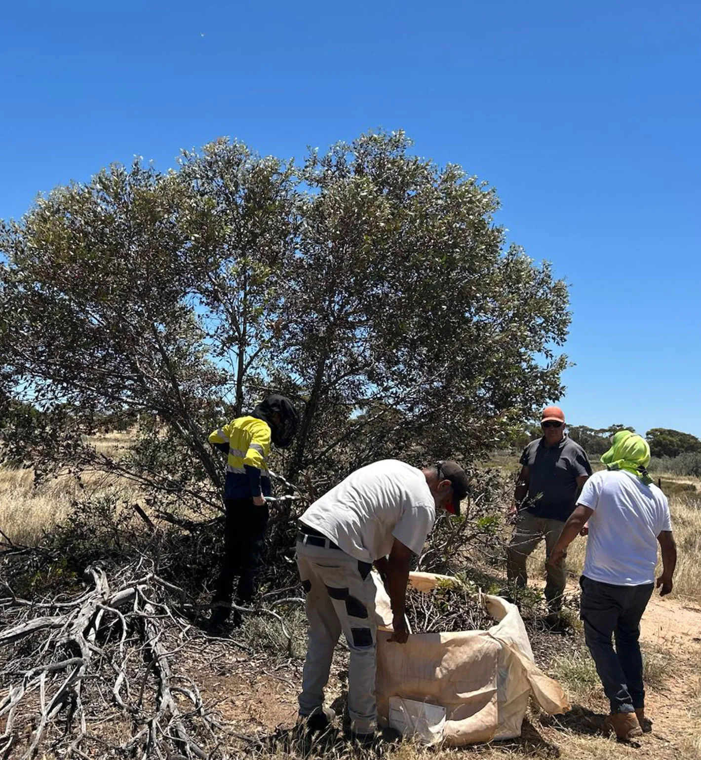 DBCA-Rangers_working-trees.jpg