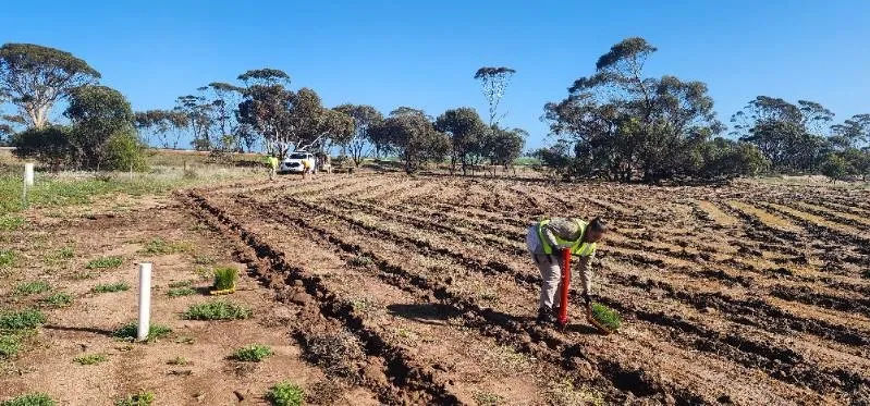 dbca-rangers-planting.jpg